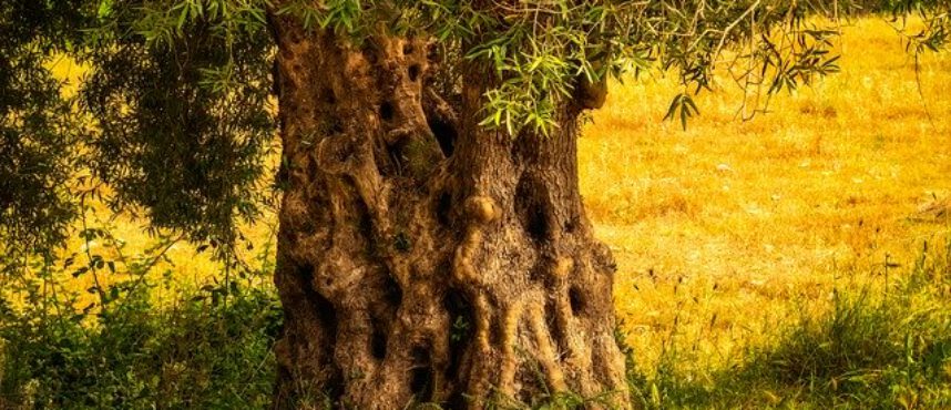 Óleoparanoias junio 20. La «nueva normalidad» en el aceite.