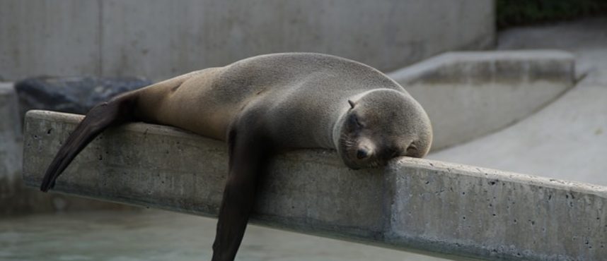 Óleo paranoias agosto 2019. Al olivo también le gusta la siesta.